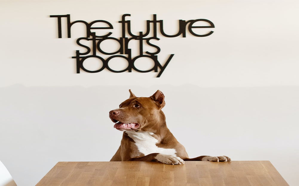 future starts today dog at table